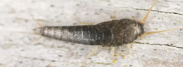 How to get rid of gray silverfish
